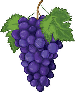 葡萄 成熟的葡萄是蓝色的 新鲜的葡萄 在白色背景上孤立的酿酒葡萄矢量图图片