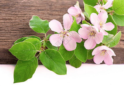 苹果树开花 白底绿色叶子的年轻苹果树枝草生长雌蕊花瓣水果植物学工作室果园枝条植物园艺图片