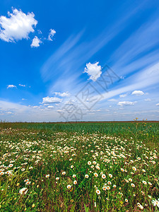 青蓝的天空和云朵花朵 夏春草原图片