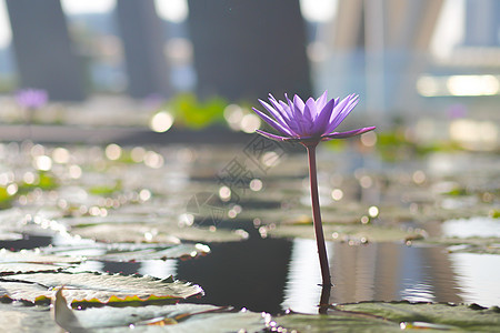 紫色水百合或莲花花荷花花瓣软垫叶子植物树叶粉色百合图片