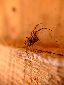 家蜘蛛在木板的背景上 贴近了屋内蜘蛛图片