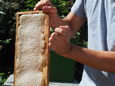 养蜂大师拔出一个带蜂蜜的框 从蚁群中的蜂巢里提取出来花蜜风险工蜂生活方式昆虫蜂房蜂箱爱好免疫养蜂人图片