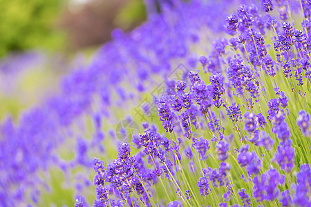 紫色熏衣草地 美丽的花朵 英国的厕所  是的荒野蜜蜂花园场地生长农场疗法日落植物群香气图片