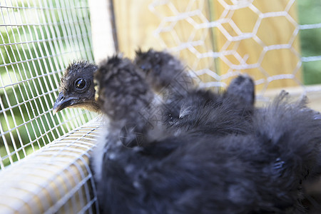 新鲜的爱德美豆豆农场农业脚鸡动物家畜羽毛婴儿小鸡家禽图片