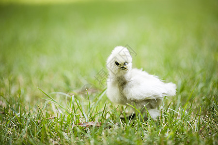新鲜的爱德美豆豆动物宠物农场头发小鸡家禽农业羽毛婴儿图片