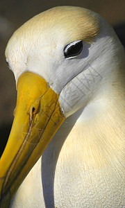 厄瓜多尔加拉帕戈斯国家公园旅游动物自然公园风景野生动物目的地生态旅游羽毛保护区环境图片