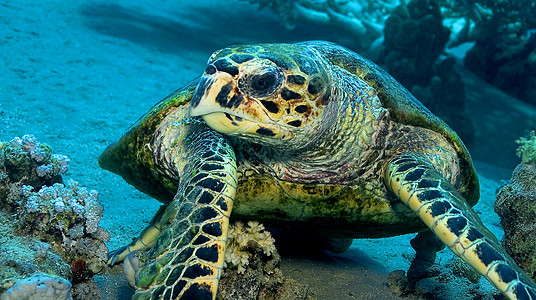 埃及红海水生生物动物主题潜水行为海上生活野生动物野外动物珊瑚保护图片