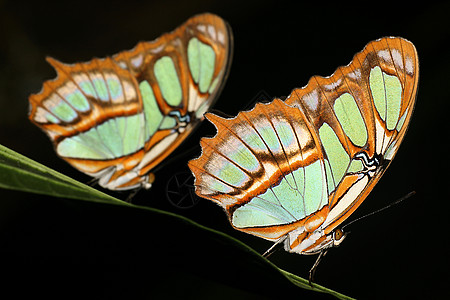 厄瓜多尔亚马逊热带热带蝴蝶野生动物保护区生物栖息地丛林动物学动物群荒野学家天线图片