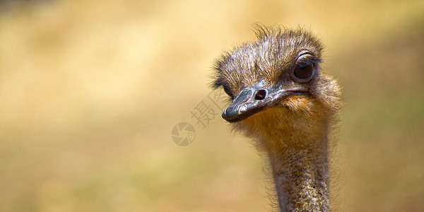 南非 普通Ostrich 野生生物保护区主题骆驼动物鸵鸟羽毛生活荒野生物学翅膀自然公园图片