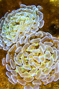 印度尼西亚莱姆贝 汉默珊瑚分公司图片