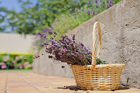 花朵放在花园的一小篮子里 旁边是盛开的熏衣草丛 夏日 (笑声)图片
