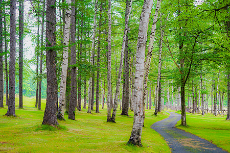 北海道富拉野森林图像旅游地球木头植物庭园绿色九兆树木观光景点图片