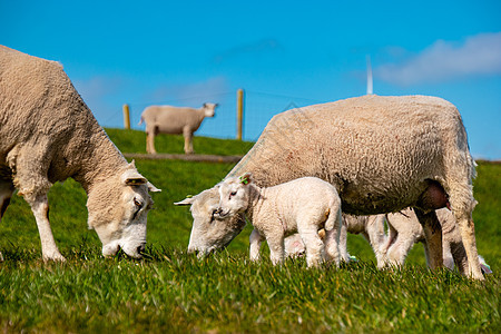 湖畔荷兰堤坝上的羔羊和绵羊 春景 绿草草地上的荷兰绵羊牧场团体农田羊毛动物羊肉场地女性天空农民图片