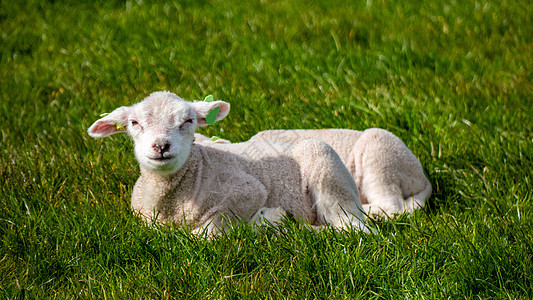 湖畔荷兰堤坝上的羔羊和绵羊 春景 绿草草地上的荷兰绵羊农场羊毛天空农民团体女性牧场农村动物家畜图片