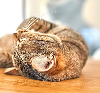 可爱的灰色虎斑猫闭着眼睛躺在地板上 一只长着胡须的猫科动物的特写镜头 在家里的木质表面上睡觉或休息 咕噜咕噜的猫在他的背上梦想着图片