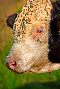 在阳光明媚的夏日 一头牛在绿色田野上的头 公牛站在养牛场或茂密的草地上 一头白色和黑色的牛单独在奶牛场或草原上 一种无角牛图片