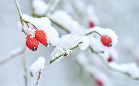 果实被白雪覆盖 冬天挂在树枝上 雪毯下的冰冻花朵和叶子 结霜的树枝在寒冷的天气里生长在森林里 冰冷 露水 清晨在自然树林中图片