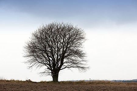 冬天阴冷多云的日子里 田野上的一棵光秃秃的树 在阴沉寒冷的冬日里 一棵没有叶子的大树在大自然的空地上 孤独的森林中一棵独立的树图片