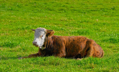 一头赫里福德牛独自坐在农场牧场上 在偏远的农田和农业庄园 毛茸茸的动物与绿草隔离 饲养活牛 草饲乳制品养殖业财产农村生态场地奶牛图片
