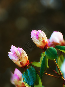 春天外面公园里粉红色花朵的特写镜头 杜鹃花盛开 在植物园模糊的黑暗背景下生长在灌木丛中 新的季节性增长图片