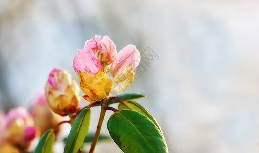 春天外面公园里粉红色花朵的特写镜头 在植物园模糊的灰色背景下 杜鹃花即将在灌木丛中绽放 新的季节性增长图片