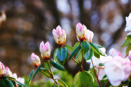 在花园里开花和生长的杜鹃花特写 植物在春季开花 植物园中模糊背景下的粉红色灌木 新的季节性增长图片