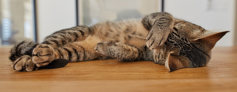 可爱的宠物虎斑猫躺在家里的木地板上 感觉很有趣 揉着眼睛 发出咕噜声 可爱的懒惰家养猫科动物睡觉 懒惰的老虎小猫休息和放松图片