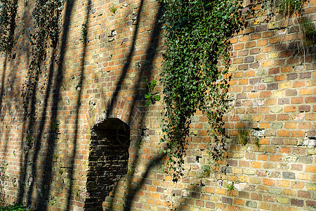 长满常春藤的堡垒的旧砖墙长在砖墙上的植物图片