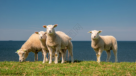 湖畔荷兰堤坝上的羔羊和绵羊 春景 绿草草地上的荷兰绵羊农业哺乳动物家畜农村农田女性牧场天空动物牧羊人图片
