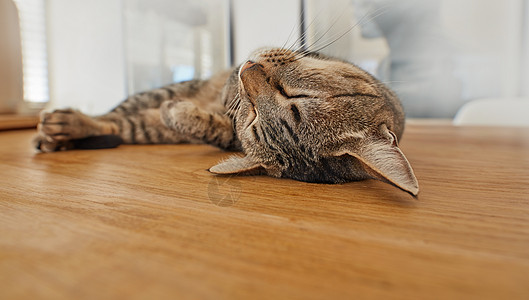 一只可爱的猫以可爱的姿势睡觉 一只毛茸茸的小猫在家里睡着了 年轻的室内宠物在休息和享受漫长的午睡时发出呼噜声 疲惫的家畜 毛皮柔图片