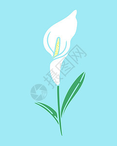 Calla Lily 花孤立矢量插图背景图片