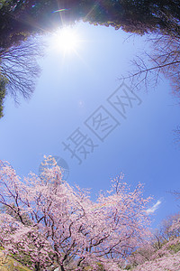 樱花和日光天空分枝开来情感风格传统历史古迹古都植物花瓣晴天旅游图片