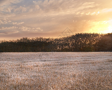 挪威日落时的香蒲茎 草地 树木 多云天空和复制空间的风景景观 偏远沼泽或田野中的草 水芦苇 德国的大自然与傍晚的云景背景图片