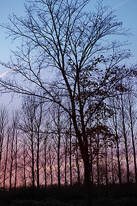 树木的剪影 晚上在蓝色和紫色的天空下有光秃秃的树枝的森林 自然风景的冬天风景 大自然空旷的田野上没有叶子的大干树图片