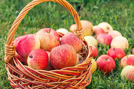 红苹果在篮子里 在果园的绿草上花园收成柳条农场水果季节红色食物绿色图片
