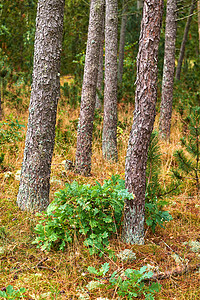 夏季野生森林中的松树 在美丽的阳光明媚的日子里 各种松树 灌木丛和灌木丛的绿色植被在大自然中或在僻静的未开垦环境中生长图片