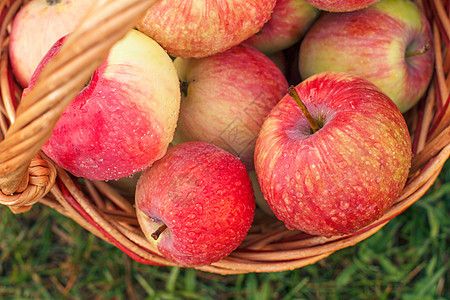 红苹果在果园绿草的篮子里图片