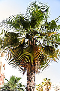 棕榈树 上天有大叶子图片
