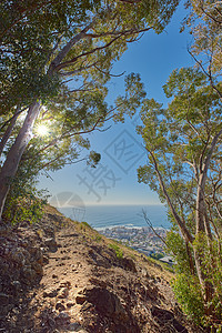 开普敦桌山耕地林地附近的山间小径景观 南非一座沙丘上生长着高大的桉树森林 俯瞰着海洋和城市景观图片