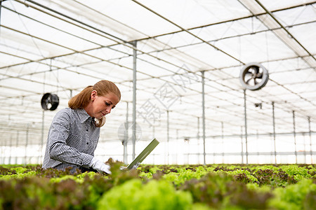 手拿着笔记本电脑的女研究员 周围都是沙拉植物种植者收获蔬菜绿色盒子女士园丁收成叶子背景图片