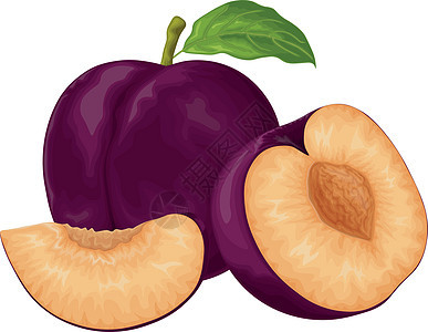 李子 成熟的紫李子 新鲜的甜李子 成熟多汁的李子浆果部分 素食有机产品 在白色背景上孤立的矢量图水果收成叶子热带果汁食物甜点饮食背景图片