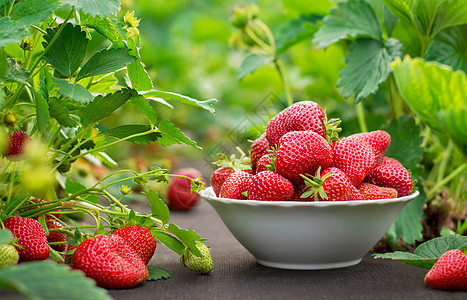 盘子里的草莓农场浆果树叶甜点园艺植物食物收成维生素花园图片