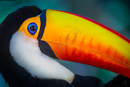 巴西潘塔纳尔岛多彩多彩的Toco Toucan热带鸟类巨嘴羽毛宠物橙子动物旅游野生动物目的地好奇心文化图片