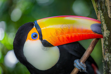 巴西潘塔纳尔岛多彩多彩的Toco Toucan热带鸟类旅游文化摄影羽毛巨嘴橙子野生动物目的地动物主题图片