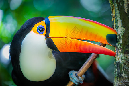 巴西潘塔纳尔岛多彩多彩的Toco Toucan热带鸟类目的地文化主题宠物旅游摄影动物巨嘴橙子野生动物图片