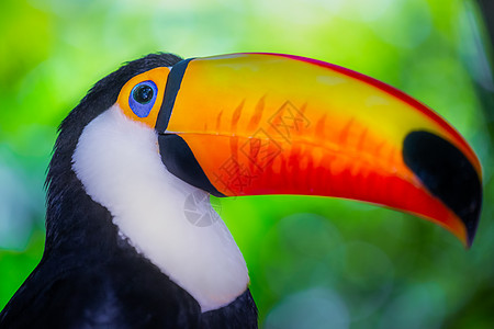 巴西潘塔纳尔岛多彩多彩的Toco Toucan热带鸟类好奇心文化野生动物思维巨嘴鸟旅游宠物主题羽毛动物图片