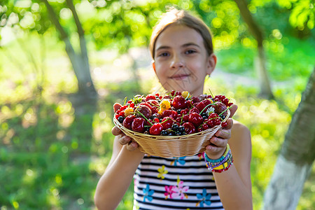 孩子在花园里吃浆果 有选择的焦点采摘婴儿水果生物农场童年覆盆子园艺女孩乐趣图片