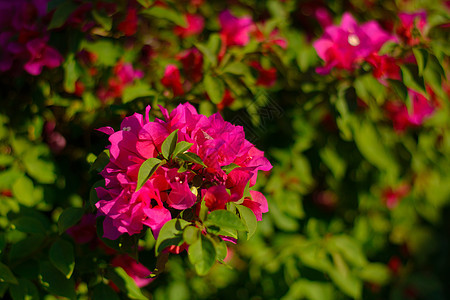 紫色布加内尔关门了 花园里有美丽的花朵图片