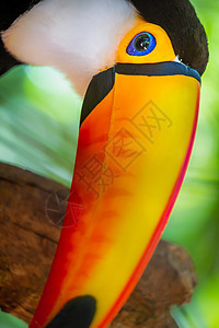 巴西潘塔纳尔岛多彩多彩的Toco Toucan热带鸟类主题宠物野生动物旅游羽毛文化橙子巨嘴鸟摄影动物图片