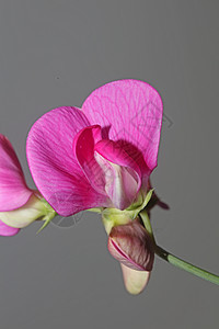 野紫花花朵 特写植物本底薄膜 拉蒂夫利乌斯家族 高品质的大尺寸现代印刷品园艺荒野花头野生动物叶子香味植物群环境年花花卉图片